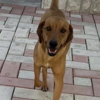 Junger lieber Marno sucht seine Familie!, Hund zur Adoption