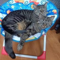 Anna&Elsa wollen zusammen bleiben, Katze zur Adoption