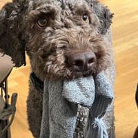 Chewie sucht statt Trüffeln ein Zuhause, Hund zur Adoption