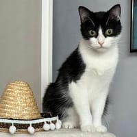 Panada..., Katze zur Adoption