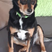 Klein, hübsch und unkomplizert = Azria, Hündin zur Adoption