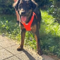 Bereit für's Glück- Vila, Hündin zur Adoption