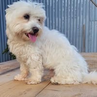 ENZO ❤ einfach haaaachhhh.., Hund zur Adoption