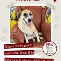 Kana sucht eine Pflegestelle / Zuhause, Hündin zur Adoption