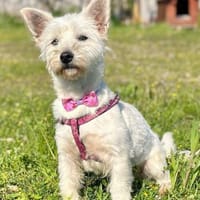 Liebe Ayla sucht ihre Familie !, Hündin zur Adoption