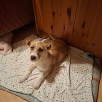 Kleine Baira sucht liebevolles Zuhause, Hündin zur Adoption