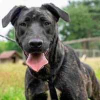 Tiebald, Hund zur Adoption