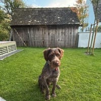 Phino Neue Familie gesucht, Hund zur Adoption