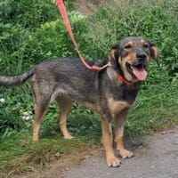 Tequilla, Hündin zur Adoption