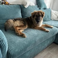 Lieb verschmust verträglich Jung Mimir, Hund zur Adoption