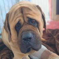 Lukas, sein Wunsch gutes Leben, Hund zur Adoption