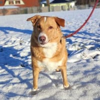 HENRY braucht 1selbstsicheres Frauchen, Hund zur Adoption