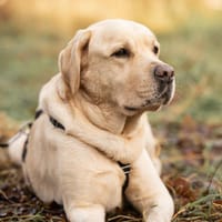 Filou Glück auf vier Pfoten, Hund zur Adoption