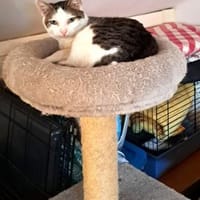 Liebe Farah - hoch schwanger entsorgt !, Katze zur Adoption