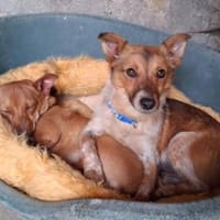 Frederik - aufgeweckte Knutschkugel, Hund zur Adoption