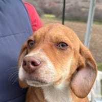 Tom, aktiver, aufgeweckter Junghund, Hund zur Adoption
