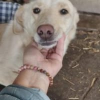 Biene 38 cm (Pflegestelle), Hündin zur Adoption