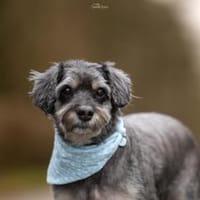 Perfekt, wer es unkompliziert mag :), Hund zur Adoption