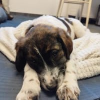 Marshy - zauberhafte Hündin, Hündin zur Adoption