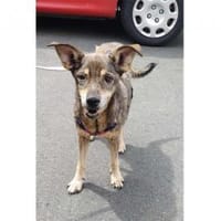 Trudi  wartet in 91320 Ebermannstadt, Hündin zur Adoption