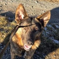 SHARUKH wäre gern dein Freund, Hund zur Adoption