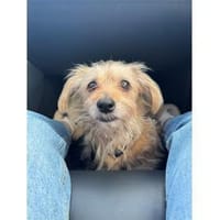 Struppi - wartet in 16341 Panketal, Hund zur Adoption