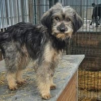 Milli ist einfach ein Schatz, Hündin zur Adoption