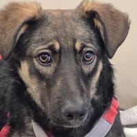 Sanna - wartet in 96160 Geiselwind, Hündin zur Adoption