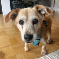 Kleine - SUSI - wartet in Essen / NRW..., Hündin zur Adoption