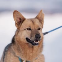 Cleo, aktiv und selbstbewusst, Hündin zur Adoption