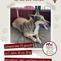 Pamuk sucht eine Pflegestelle / Zuhause, Hündin zur Adoption