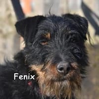 FENIX, Hund zur Adoption