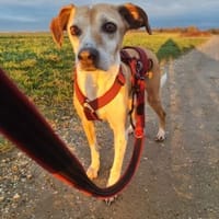 Conny - fit und sooo liebenswert, Hündin zur Adoption