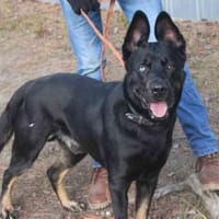 Dante,neugierig, freundl.voller Energie, Hund zur Adoption