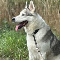 Laika-Dame MiRTA⭐🍀 wartet auf dich!, Hündin zur Adoption