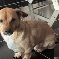 Finny, Hund zur Adoption