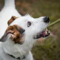 Ruby, Hündin zur Adoption