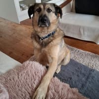 Kevin so lieb und schmusig noch unsicher, Hund zur Adoption