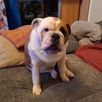 Notfall Butsch sucht ruhiges Zuhause, Hund zur Adoption