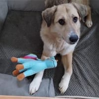 Kuschel - wartet in 24238 Selent, Hündin zur Adoption