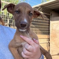 Kora, Hündin zur Adoption