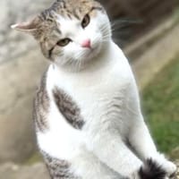 Verspielter Superschmuser - LUDWIG -, Kater zur Adoption