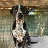 Spike sucht Zuhause in ländlicher Umgebu, Hund zur Adoption