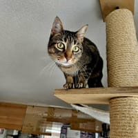 Tigerlady Mini, Katze zur Adoption