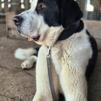 Meesch, Hund zur Adoption