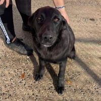 Logan, kommt nach Deutschland, Hund zur Adoption