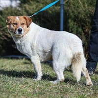 Toller Carlson, Hund zur Adoption