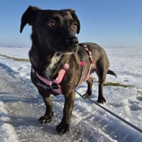 Susi sucht liebes Zuhause, Hündin zur Adoption