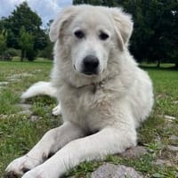 Klara sucht eine neue Familie, Hündin zur Adoption