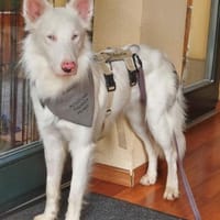 Valentin/ Polares in  Deutschland, Hund zur Adoption